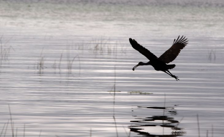 Pese a pandemia, la observación de aves crece en Yucatán